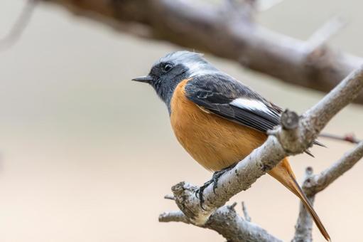枝にとまるジョウビタキのオス 枝にとまるジョウビタキのオス ジョウビタキ,鳥,野鳥の写真素材