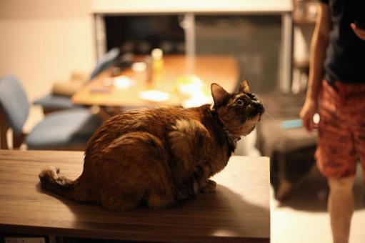 上向く猫 ねこ,猫,ネコの写真素材