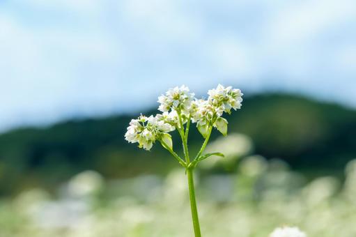青空の下に咲く蕎麦の花 青空の下に咲く蕎麦の花 蕎麦,花,白の写真素材