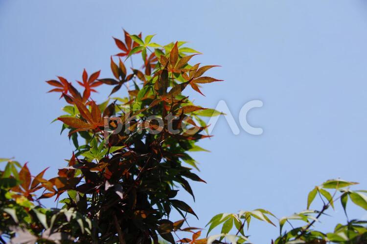 新芽と宣伝 植物,樹木,木の写真素材