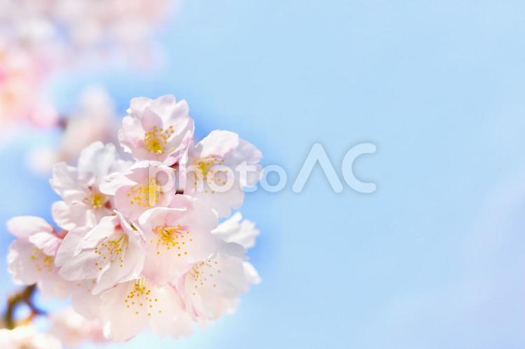 麗かな空と春風に靡く桜の春イメージ背景1 さくら,春,サクラサクの写真素材