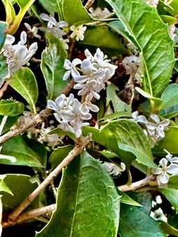 銀木犀 銀木犀,ギンモクセイ,樹木の写真素材