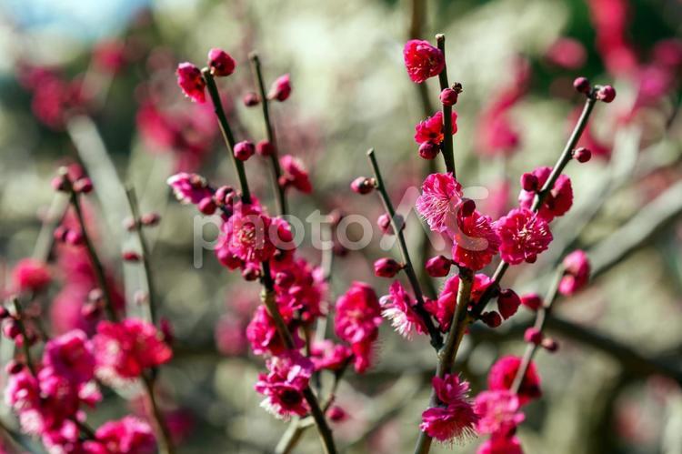 ピンク色の梅の花 梅の花,ピンク,梅の写真素材