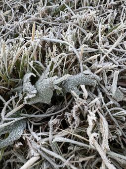 霜が下りた雑草 霜が下りた雑草の写真