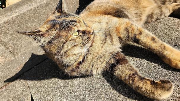 日差しがあったかいのにゃ編 しあわせ,麦わら,キジトラの写真素材