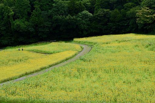 横須賀, くりはま花の国のひまわり畑 ひまわり,くりはま花の国,夏の写真素材