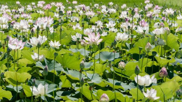 真夏の陽射しを浴びる蓮の花畑 真夏の陽射しを浴びる蓮の花畑 蓮,花,蓮の花の写真素材
