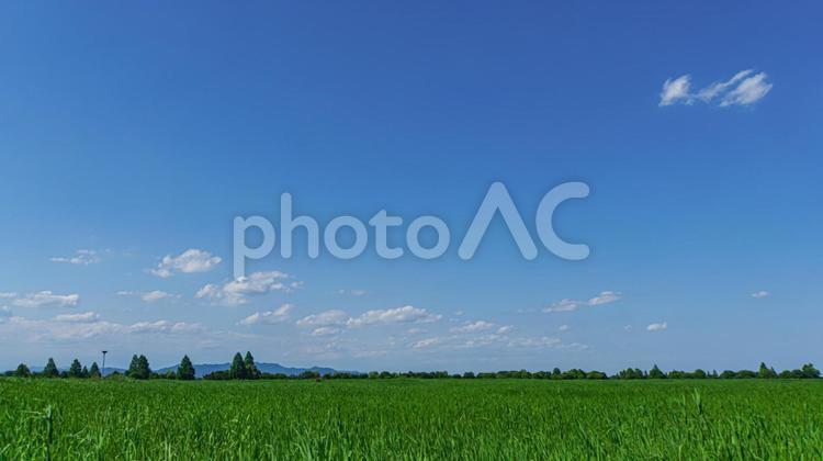 夏の渡良瀬遊水池 青空,雲,遊水池の写真素材