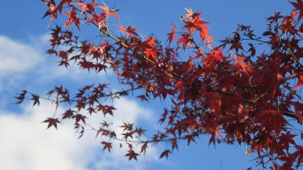 色づくモミジ もみじ,秋,モミジの写真素材