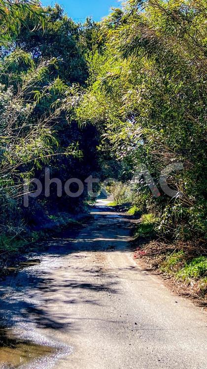 生い茂った木々のトンネルと曲がり道 道,トンネル,木の写真素材