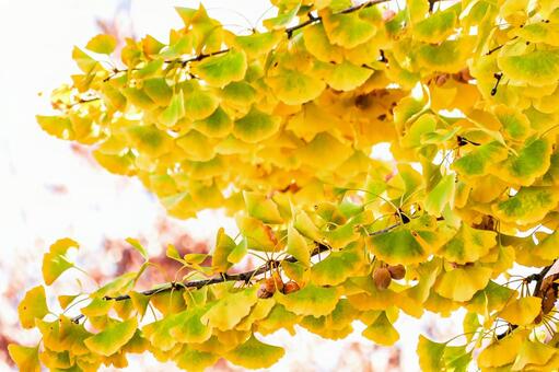 緑と黄色のイチョウの葉のグラデーション イチョウ,銀杏,葉の写真素材