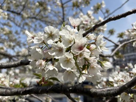 Photo, cherry blossoms, flower, cherry blossom front, 
