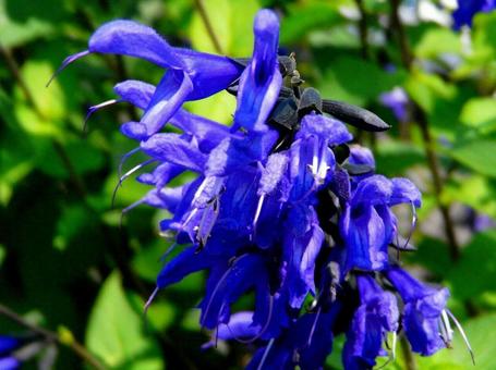 ブルーサルビアの写真