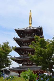 6月中旬の法然寺の五重塔とアジサイの花 6月中旬の法然寺の五重塔とアジサイの花の写真