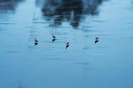 雨のカルガモ 雨のカルガモの写真