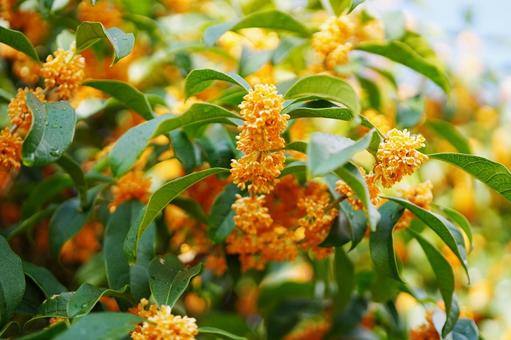 雨に濡れたキンモクセイ3 キンモクセイ,金木犀,甘い匂いの写真素材