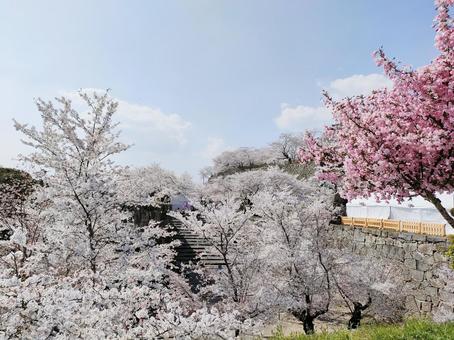 桜 桜の写真