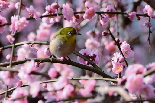 Yu and plum blossoms, JPG Yu and plum blossoms, JPG