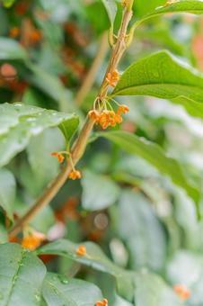 雨上がりのキンモクセイ 雨上がりのキンモクセイ キンモクセイ,秋,金木犀の写真素材