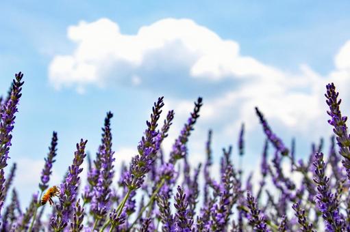 ラベンダー畑で花の蜜を吸うハチ ラベンダー畑で花の蜜を吸うハチの写真