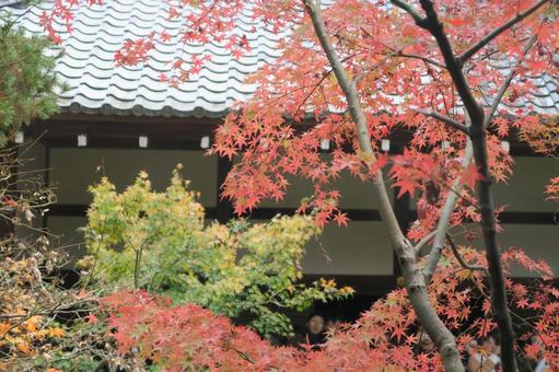 autumn leaves, JPG