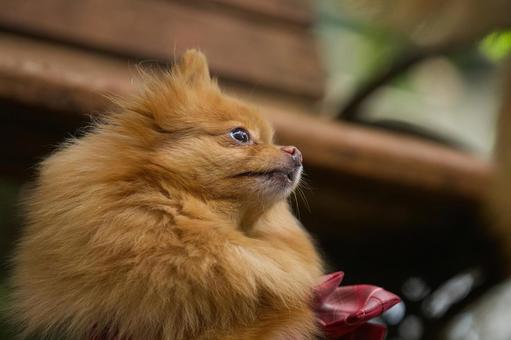 ポメラニアンのポートレート 犬,ポメラニアン,ポメの写真素材