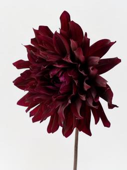 ダリア・黒蝶 ダリア・黒蝶の写真