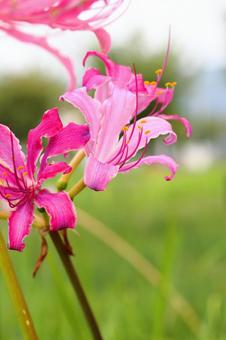 ピンクのヒガンバナ ピンクのヒガンバナ ヒガンバナ,秋の花,秋の写真素材