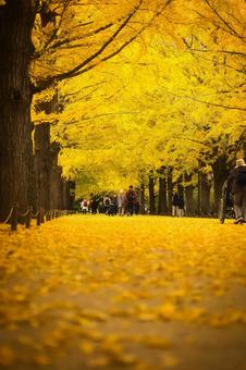 イチョウ並木 紅葉,秋,葉の写真素材
