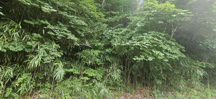 山の笹 山の笹の写真