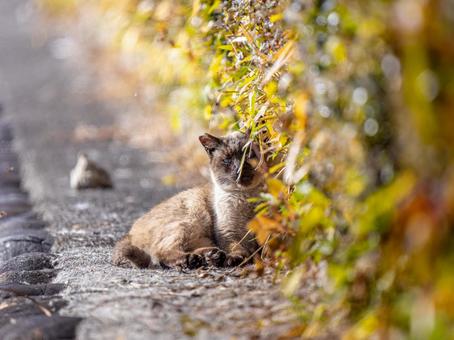 日向ぼっこする野良猫 日向ぼっこする野良猫の写真
