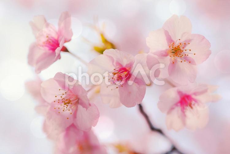 春爛漫　美しい河津桜 桜,さくら,サクラの写真素材