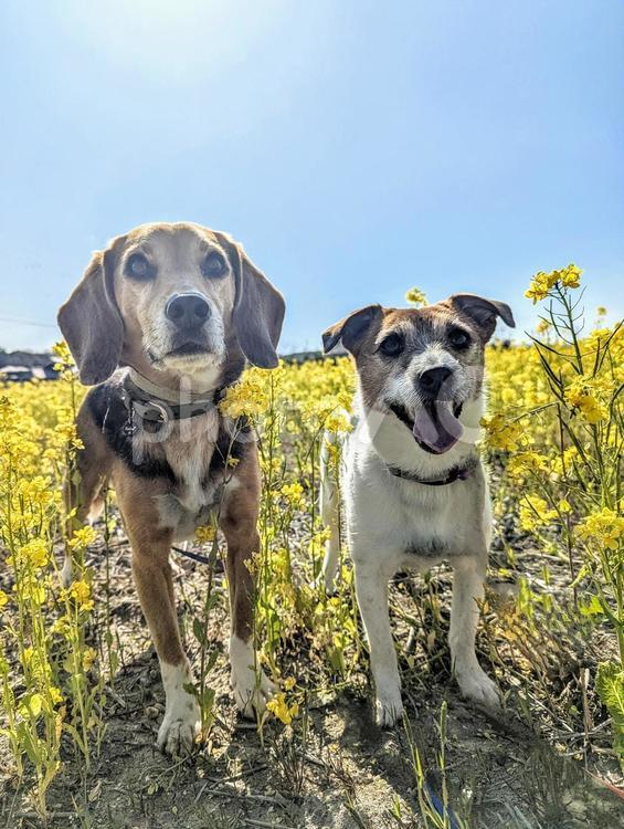ぽかぽか陽気の菜の花畑 ビーグル,犬,中型犬の写真素材