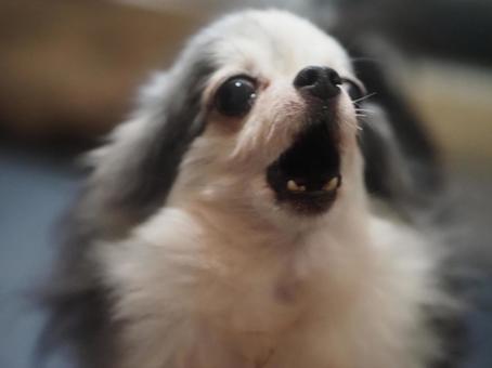 吠える犬 吠える犬の写真