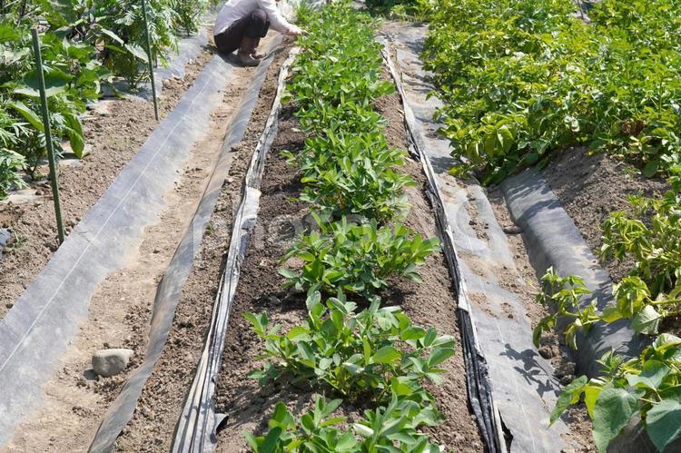 落花生栽培（マルチ剥がし）34 落花生,ラッカセイ,夏野菜の写真素材