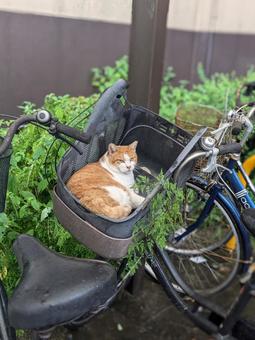 地域猫 猫,ふてぶてしい,日本猫の写真素材