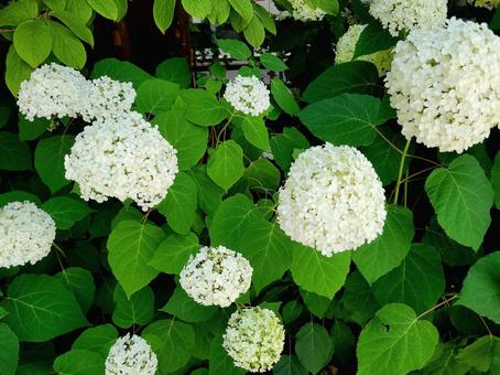 白いアジサイの花壇 白いアジサイの花壇 紫陽花,白,花の写真素材