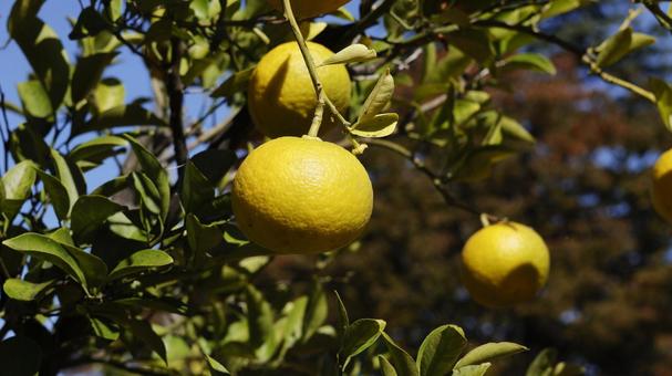 【果物の写真】夏みかん 夏みかん,みかん,自然の写真素材