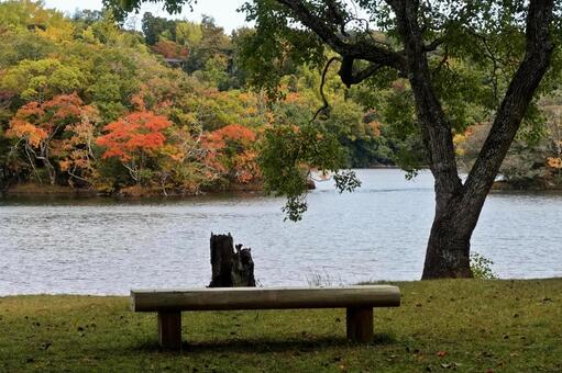 湖の色づき始めた初秋の風 湖面,初秋,色づき始めの写真素材