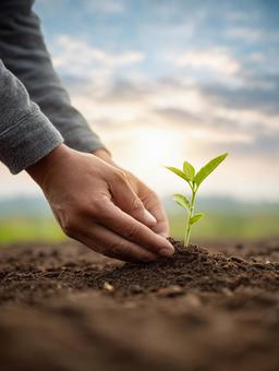 新たな生命を育む:優しく苗木を植える手 新たな生命を育む:優しく苗木を植える手の写真