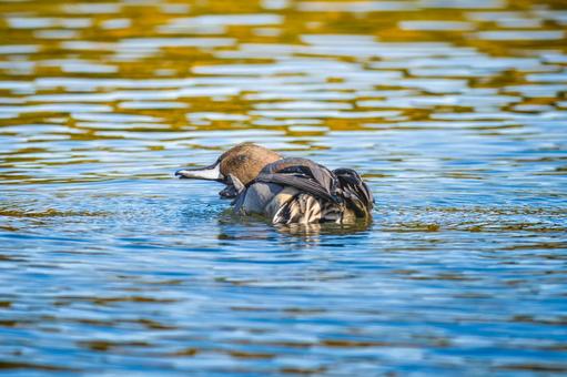 池を泳ぐオナガガモ 池を泳ぐオナガガモの写真