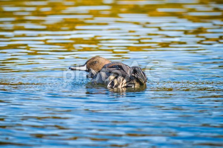 池を泳ぐオナガガモ オナガガモ,カモ,鴨の写真素材