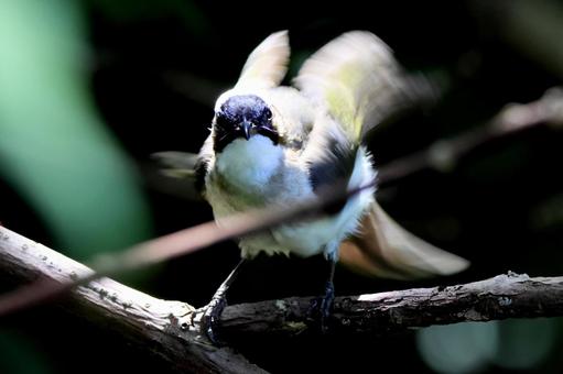 シロガラシの写真