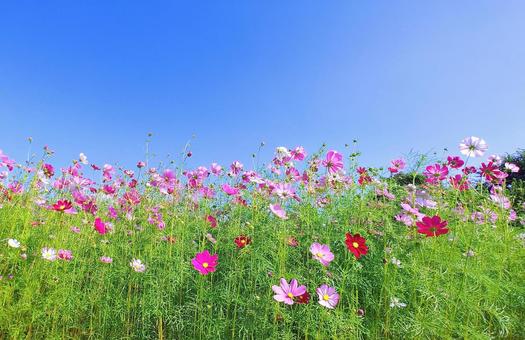 秋晴れのコスモス畑と青空 秋晴れのコスモス畑と青空 コスモス畑,秋,花の写真素材