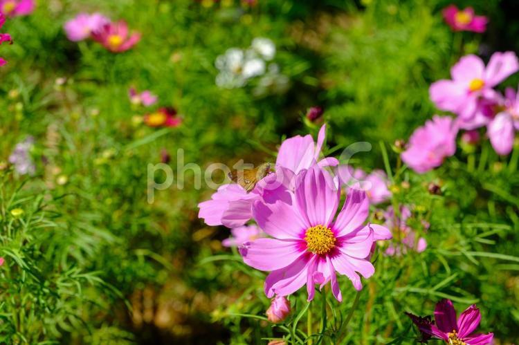ピンクのコスモスと昆虫の共生 コスモス,花,花びらの写真素材
