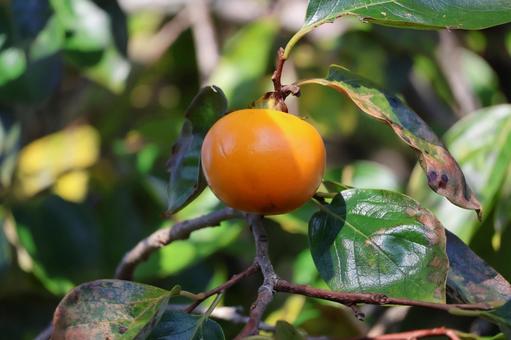 枝先にオレンジ色の実のなる柿の木 枝先,オレンジ色,実の写真素材