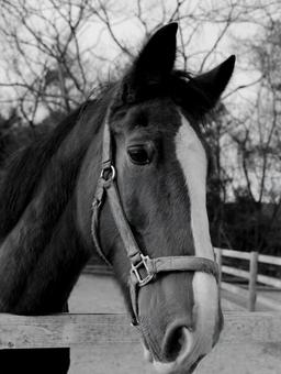 馬 馬,白黒,動物の写真素材