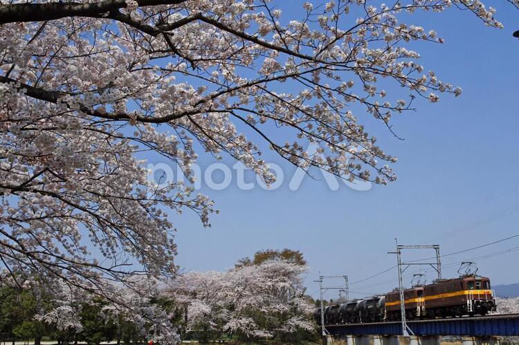 桜と貨物列車 三岐鉄道,貨物列車,貨物の写真素材