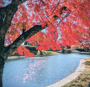 もみじ　紅葉 紅葉,もみじ,秋の写真素材