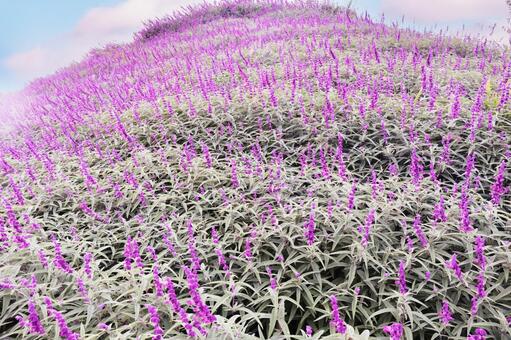 サルビアのお花畑 サルビア,お花畑,赤の写真素材